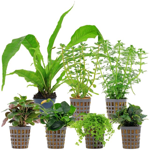 Aquarium Plant Set - 120 Liters - Green - Medium - No. 08