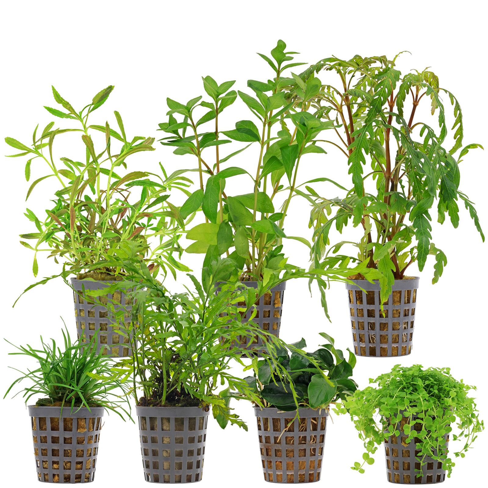 Aquarium Plant Set - 120 Liters - Colorful - Medium - No. 09