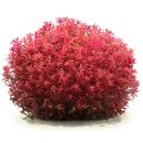 Rotala macrandra Mini Type 4