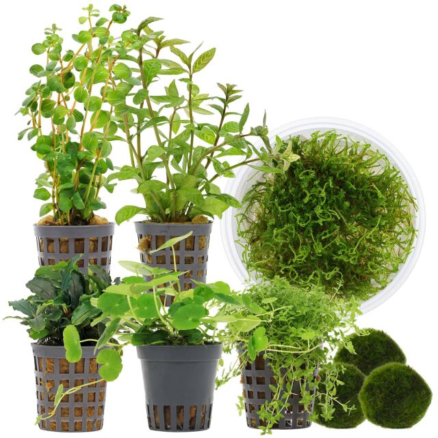 Aquarium Plant Set - 120 Liters - Shrimp - Green - No. 02