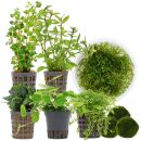 Aquarienpflanzen Set - 120 Liter - Garnelen - Grün -...