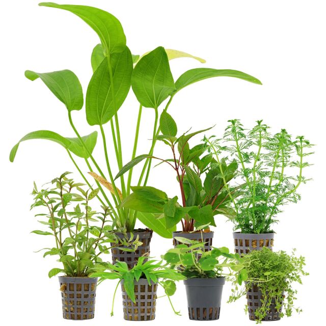 Aquarium Plant Set - 120 Liters - Algae Control - Green - No. 03