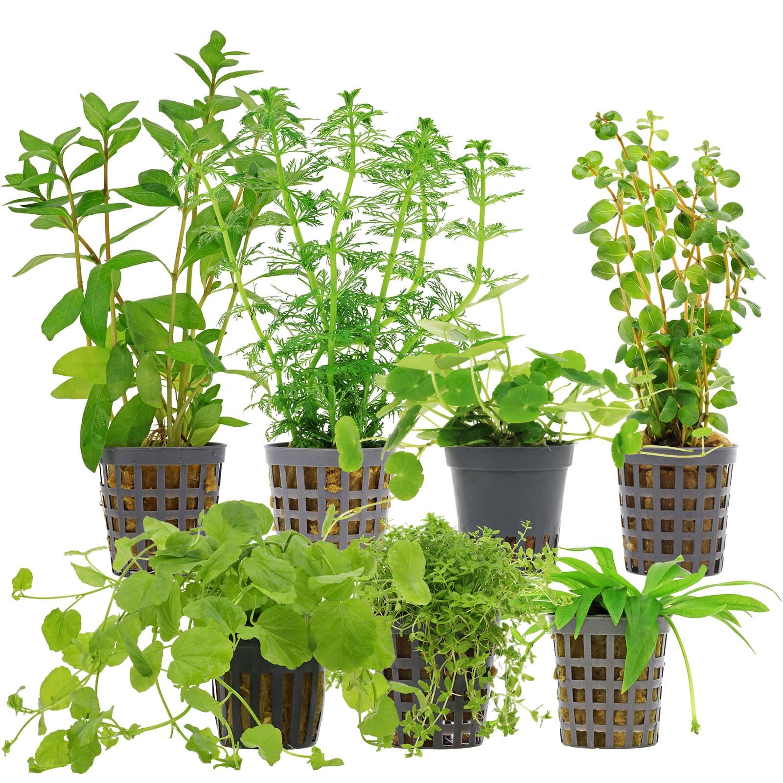 Aquarium Plant Set - 120 Liters - Algae Control - Green - No. 04