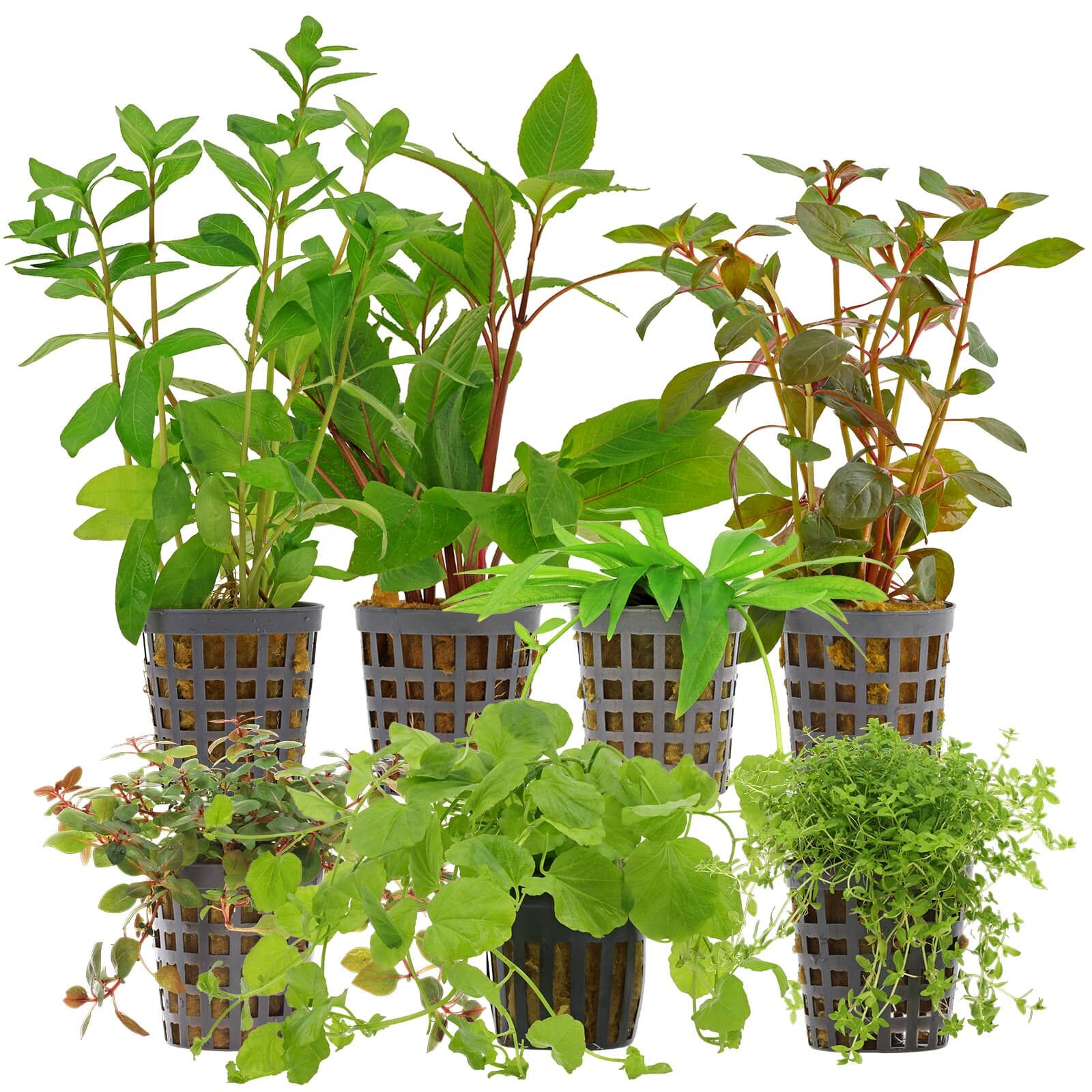 Aquarium Plant Set - 120 Liters - Algae Control - Colorful - No. 04