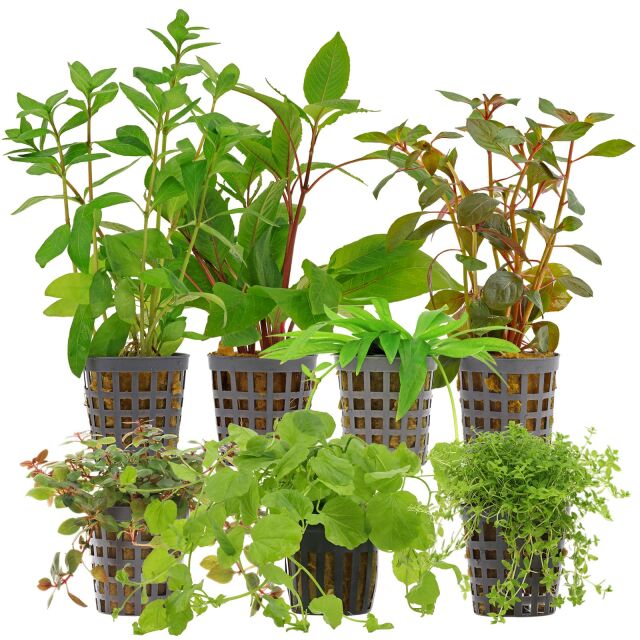 Aquarium Plant Set - 120 Liters - Algae Control - Colorful - No. 04
