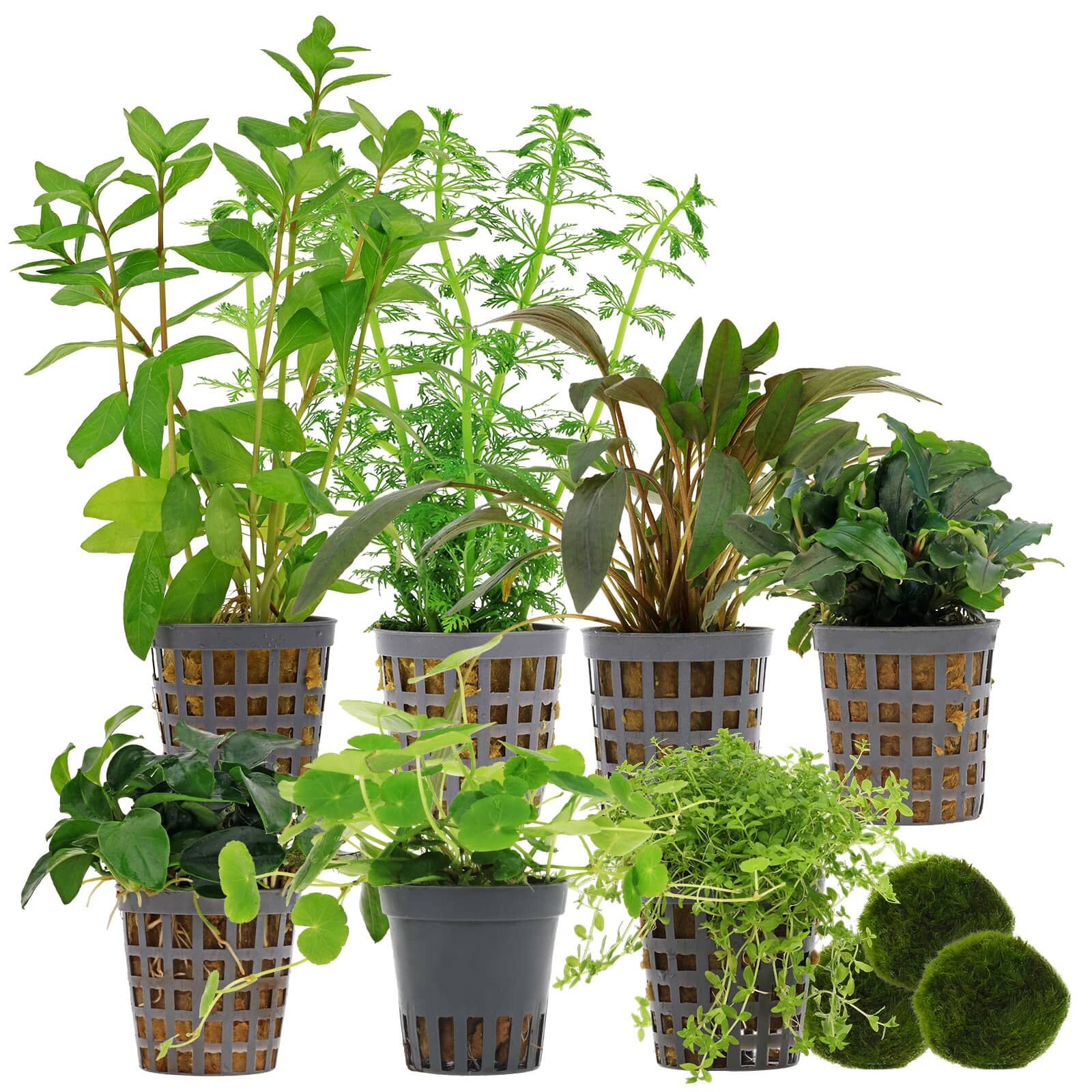 Aquarium Plant Set - 250 Liters - Green - Easy - No. 02