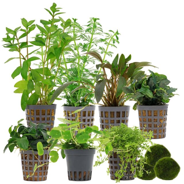 Aquarium Plant Set - 250 Liters - Green - Easy - No. 02