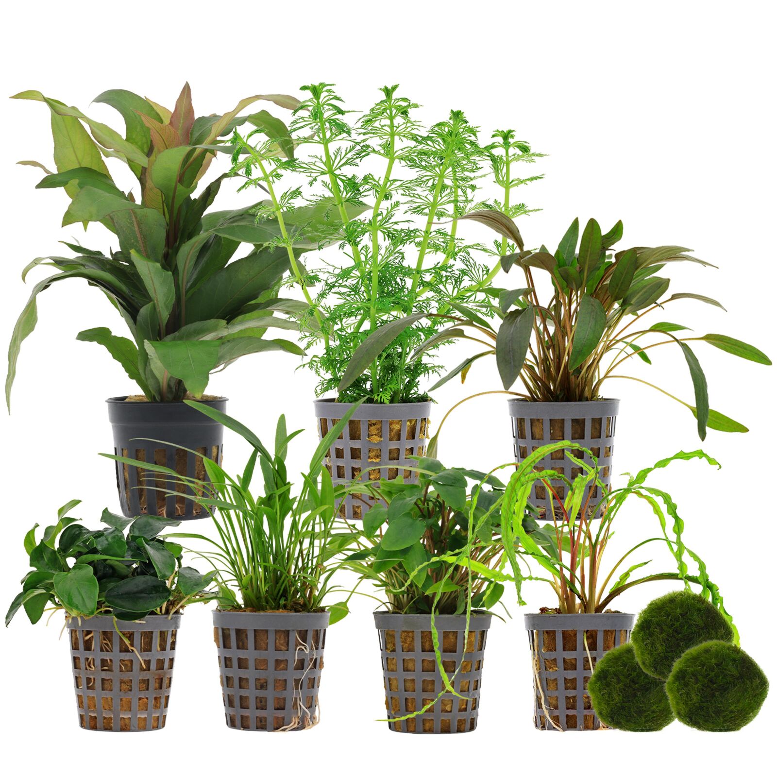 Aquarium Plant Set - 250 Liters - Green - Easy - No. 03