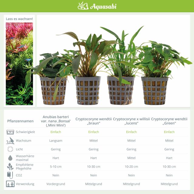 Aquarium Plant Set - 250 Liters - Green - Easy - No. 03