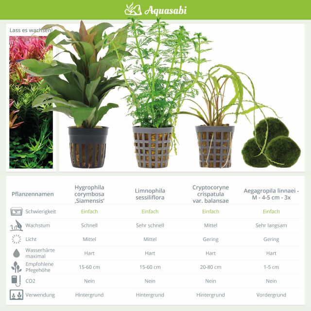 Aquarium Plant Set - 250 Liters - Green - Easy - No. 03