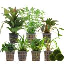Aquarium Plant Set - 250 Liters - Green - Easy - No. 03