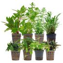 Aquarienpflanzen Set - 250 Liter - Grün - einfach -...