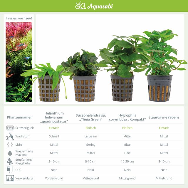 Aquarium Plant Set - 250 Liters - Green - Easy - No. 07