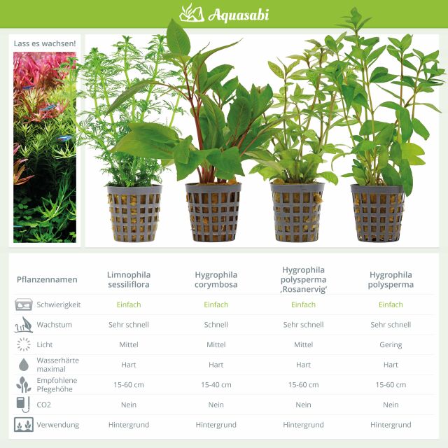 Aquarium Plant Set - 250 Liters - Green - Easy - No. 07