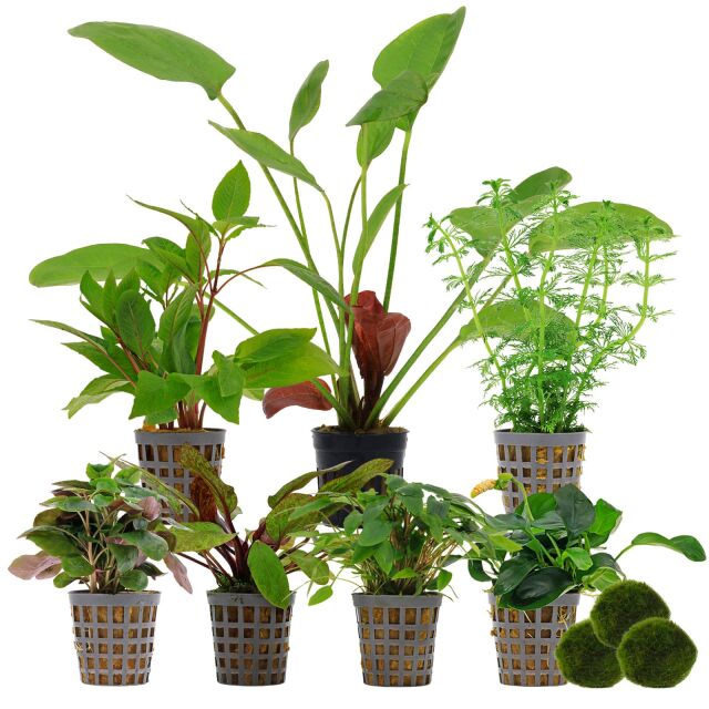 Aquarium Plant Set - 250 Liters - Colorful - Easy - No. 04