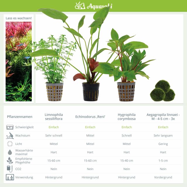 Aquarium Plant Set - 250 Liters - Colorful - Easy - No. 04