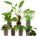 Aquarium Plant Set - 250 Liters - Colorful - Easy - No. 04