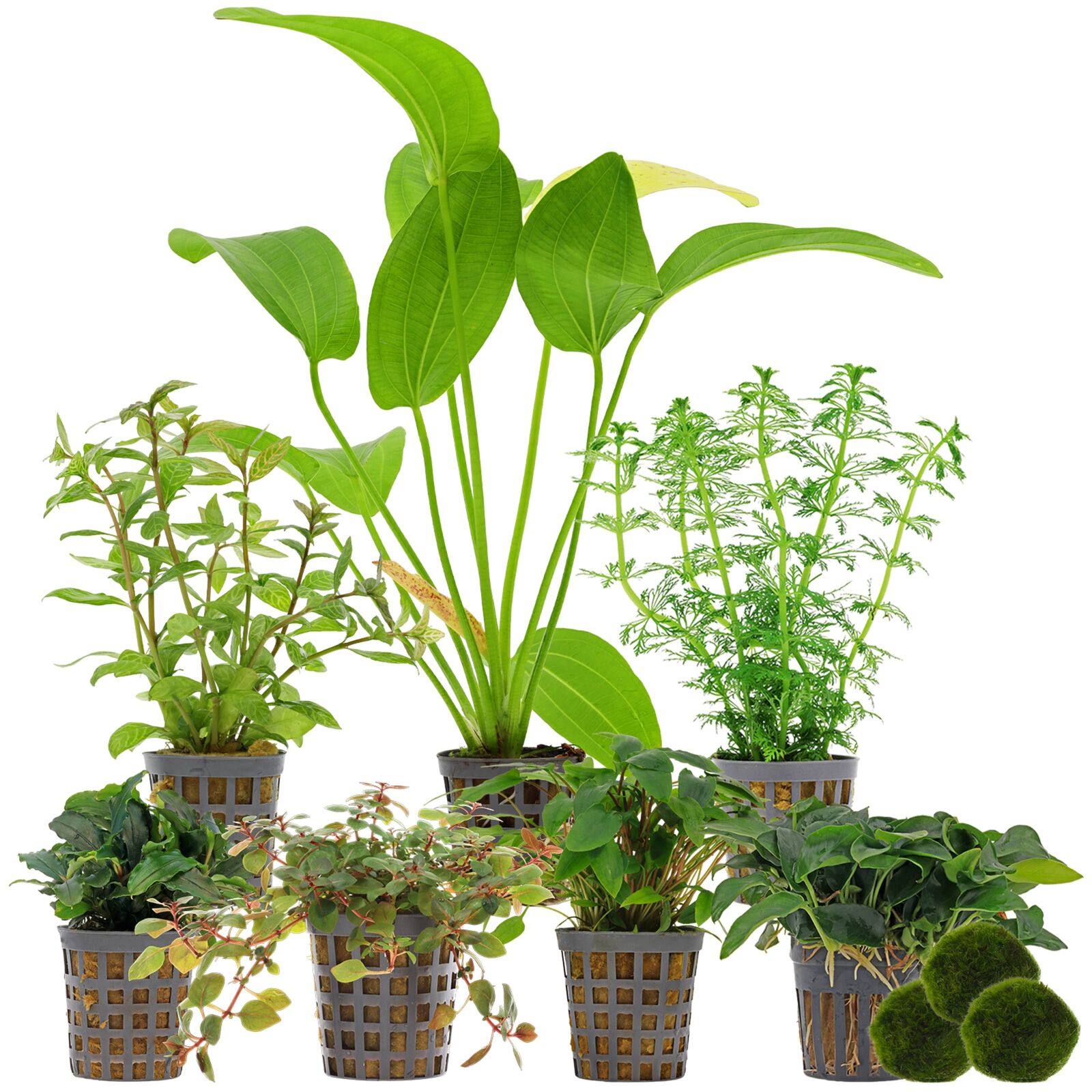 Aquarium Plant Set - 250 Liters - Colorful - Easy - No. 05