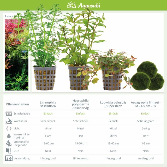 Aquarium Plant Set - 250 Liters - Colorful - Easy - No. 05