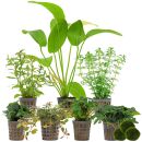 Aquarienpflanzen Set - 250 Liter - Farbig - einfach - Nr. 05