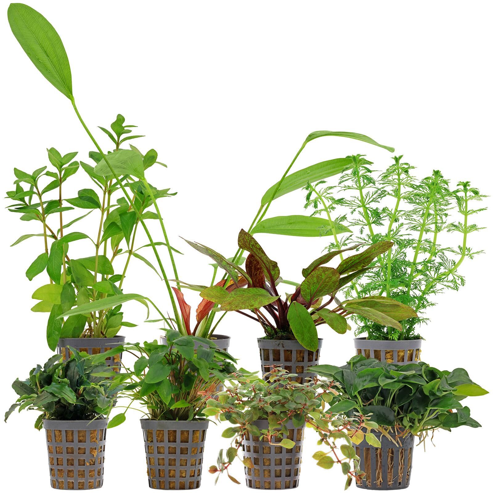 Aquarium Plant Set - 250 Liters - Colorful - Easy - No. 08