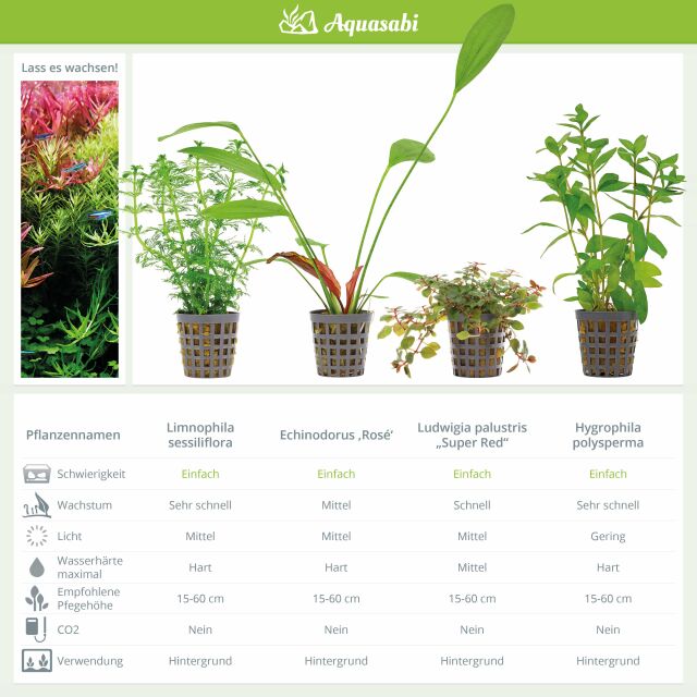 Aquarium Plant Set - 250 Liters - Colorful - Easy - No. 08