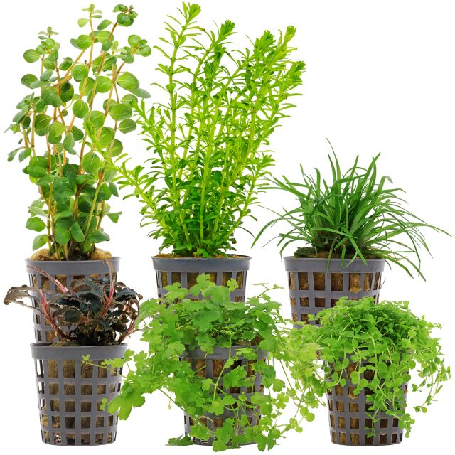 Aquarium Plant Set - 30 Liters - Green - Medium - No. 09