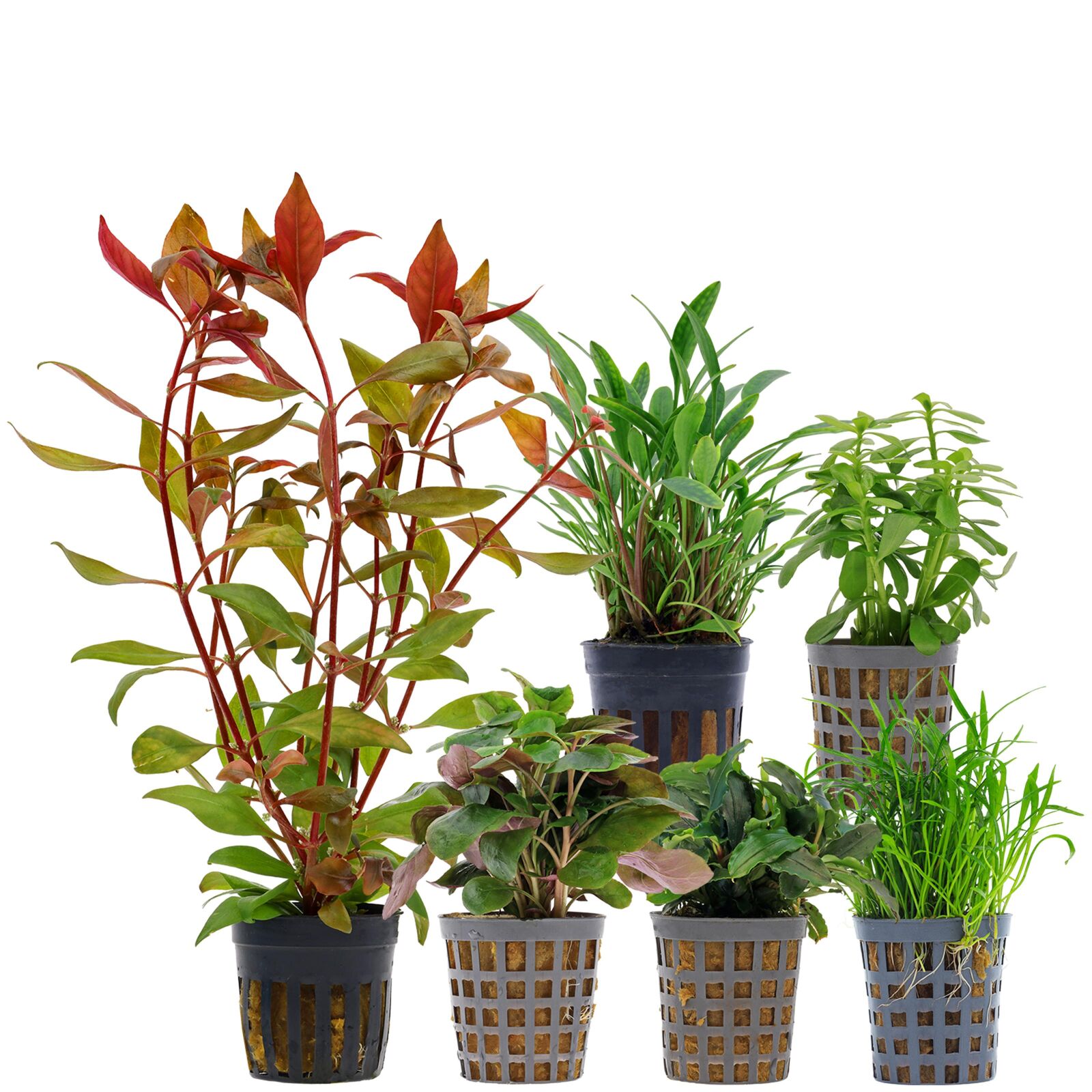 Aquarium Plant Set - 30 Liters - Green - Medium - No. 10