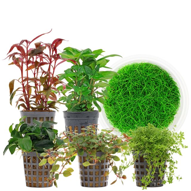 Aquarium Plant Set - 30 Liters - Colorful - Medium - No. 06