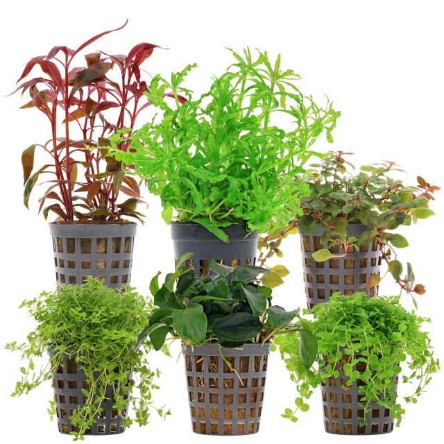 Aquarium Plant Set - 30 Liters - Colorful - Medium - No. 08