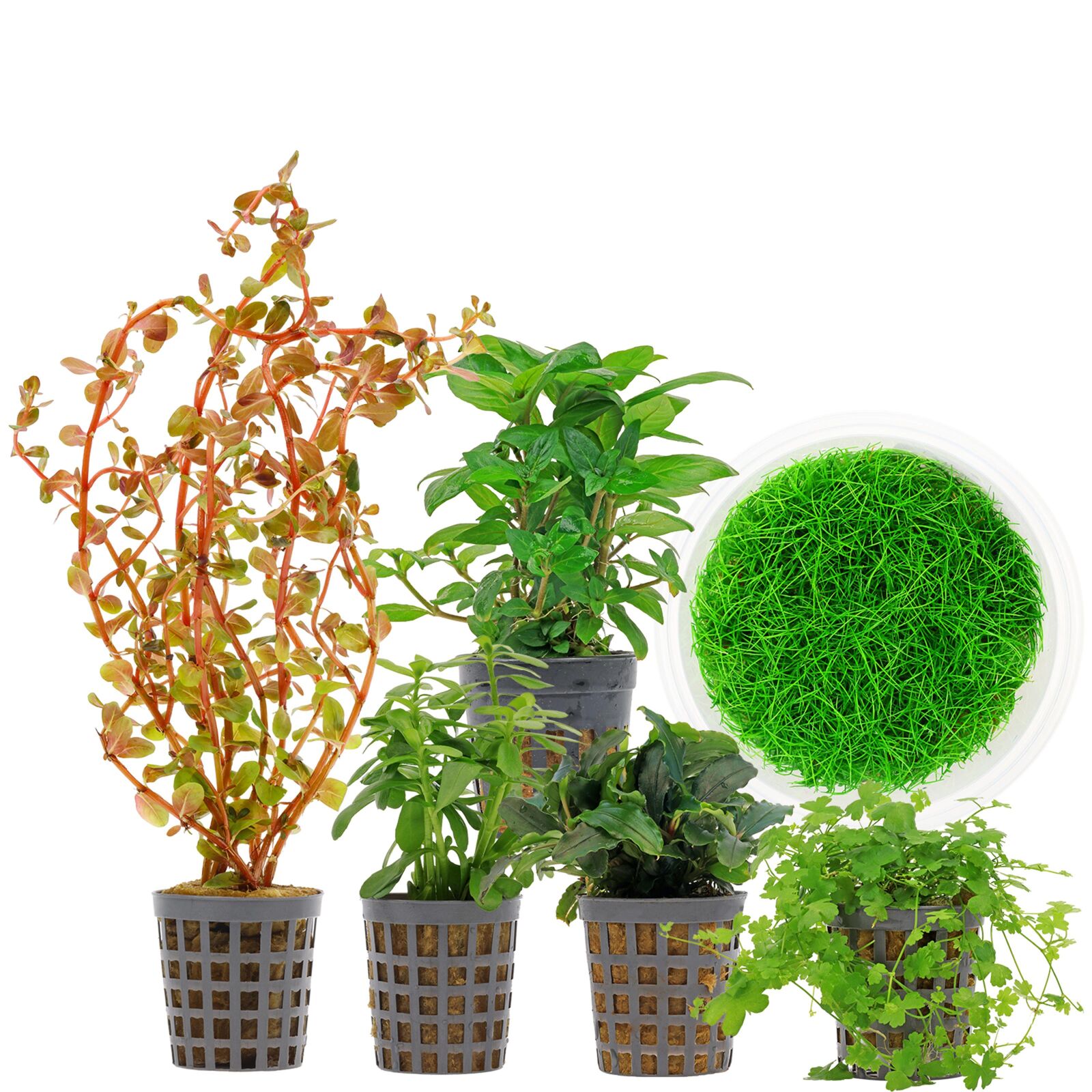 Aquarium Plant Set - 30 Liters - Colorful - Medium - No. 09