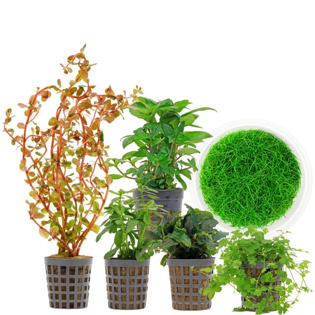 Aquarium Plant Set - 30 Liters - Colorful - Medium - No. 09