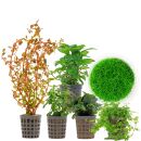 Aquarienpflanzen Set - 30 Liter - Farbig - mittel - Nr....