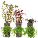 Aquarienpflanzen Set - 30 Liter - Farbig - mittel - Nr....