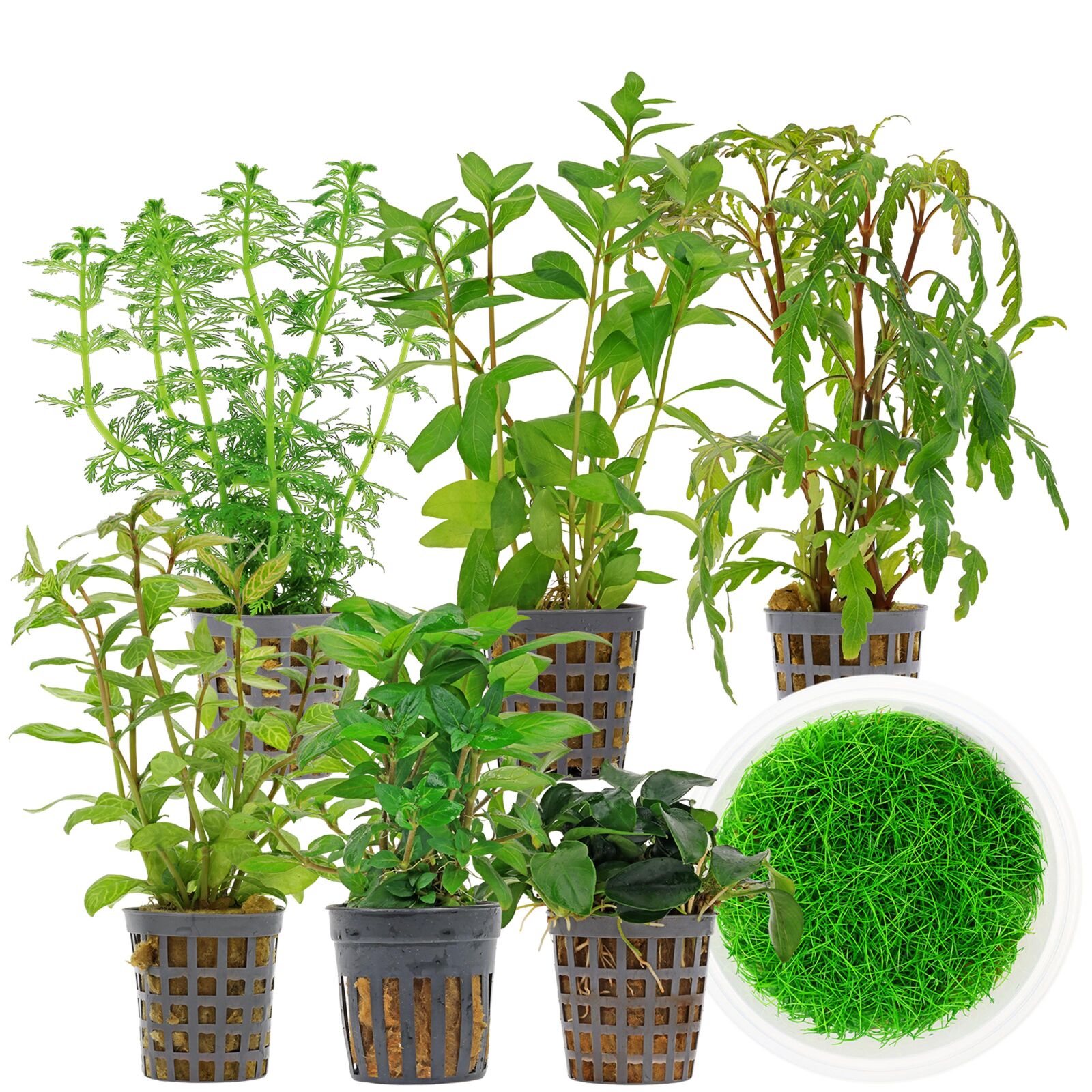 Aquarium Plant Set - 60 Liters - Green - Medium - No. 06