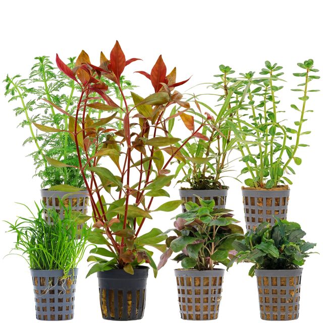 Aquarium Plant Set - 60 Liters - Green - Medium - No. 08