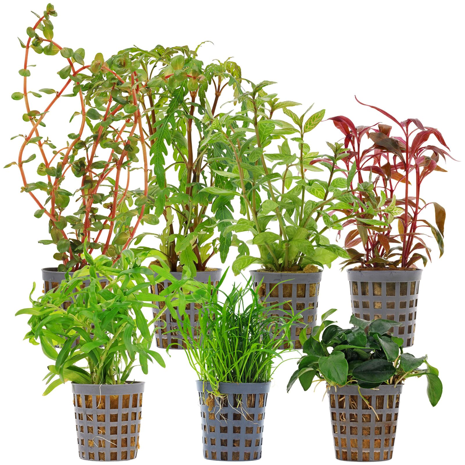 Aquarium Plant Set - 60 Liters - Colorful - Medium - No. 07