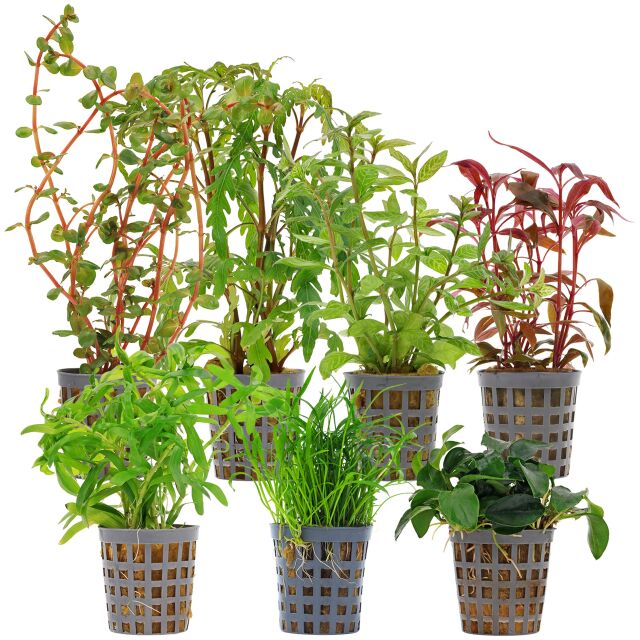 Aquarium Plant Set - 60 Liters - Colorful - Medium - No. 07