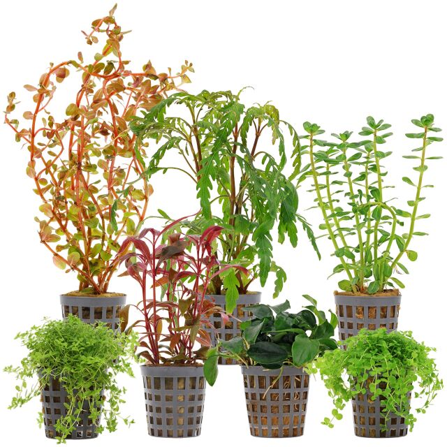 Aquarium Plant Set - 60 Liters - Colorful - Medium - No. 08