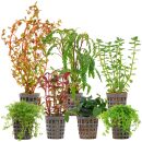 Aquarienpflanzen Set - 60 Liter - Farbig - mittel - Nr....