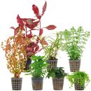 Aquarienpflanzen Set - 60 Liter - Farbig - mittel - Nr....