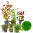 Aquarienpflanzen Set - 60 Liter - Farbig - mittel - Nr....