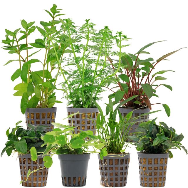 Aquarium Plant Set - 120 Liters - Green - Easy - No. 08