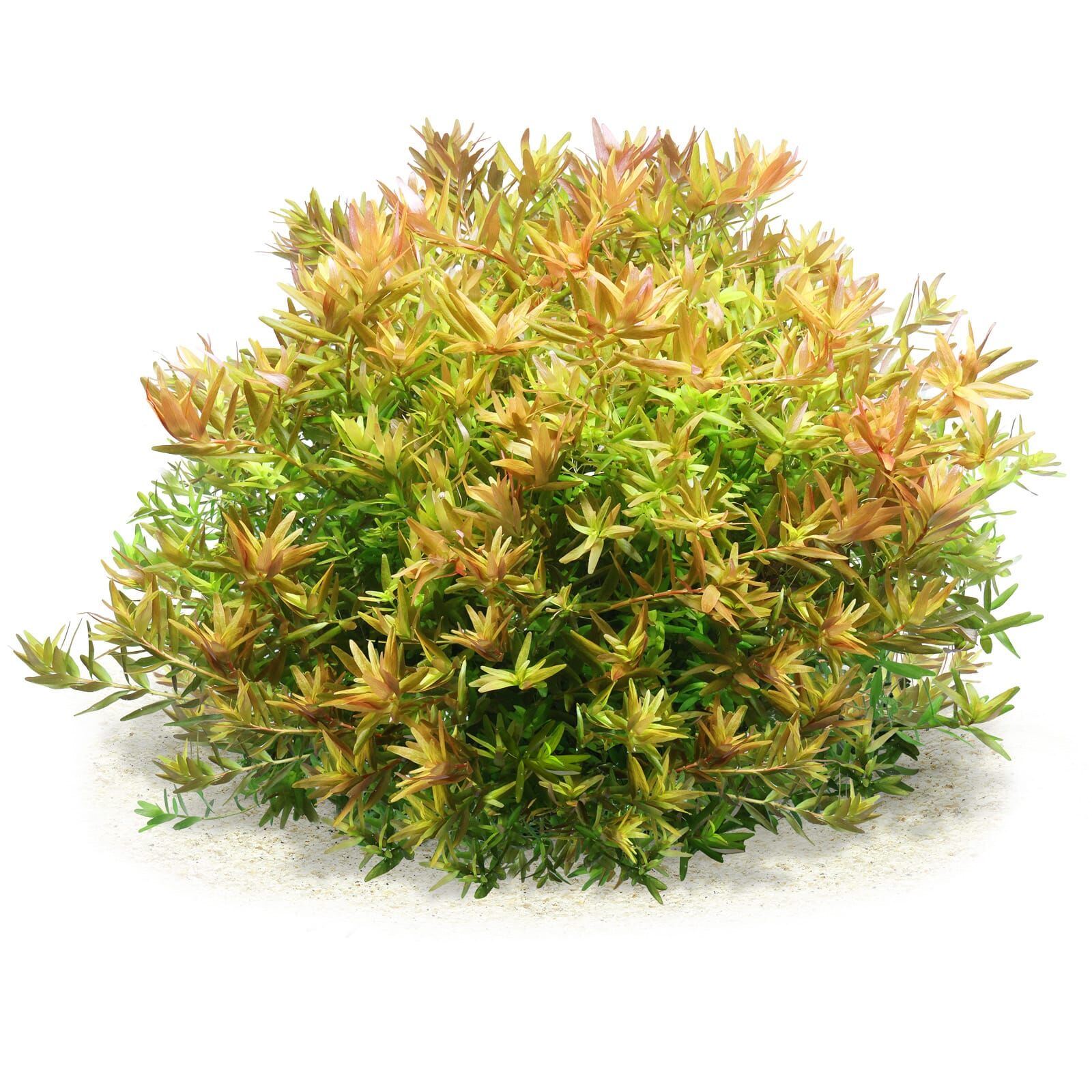 Rotala rotundifolia