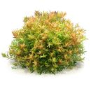 Rotala rotundifolia