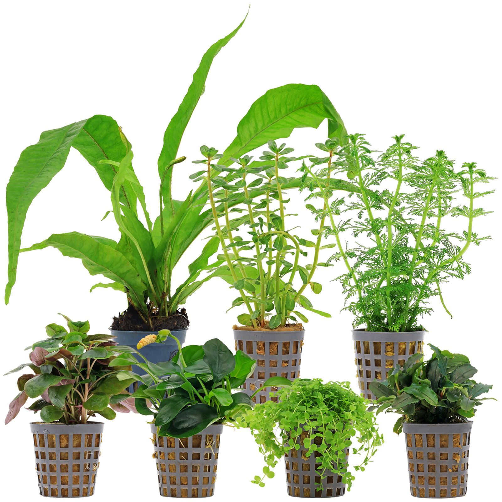 Aquarium Plant Set - 120 Liters - Green - Medium - No. 08