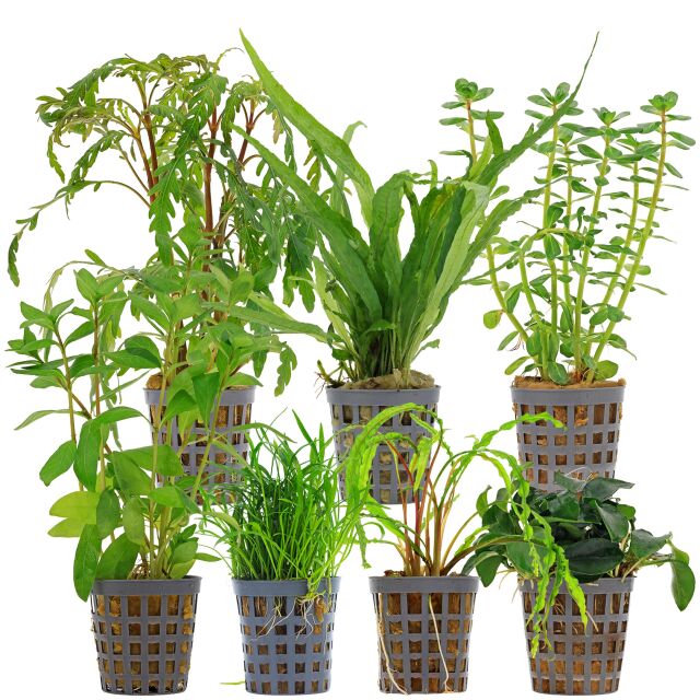 Aquarium Plant Set - 120 Liters - Green - Medium - No. 09