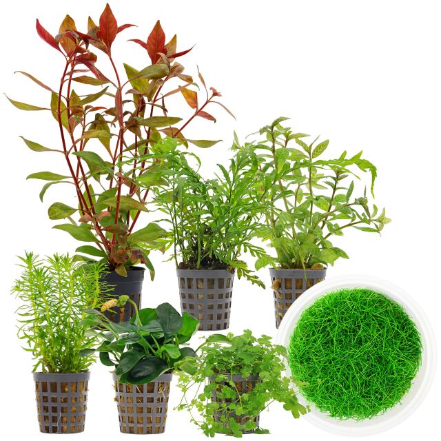 Aquarium Plant Set - 120 Liters - Green - Medium - No. 10