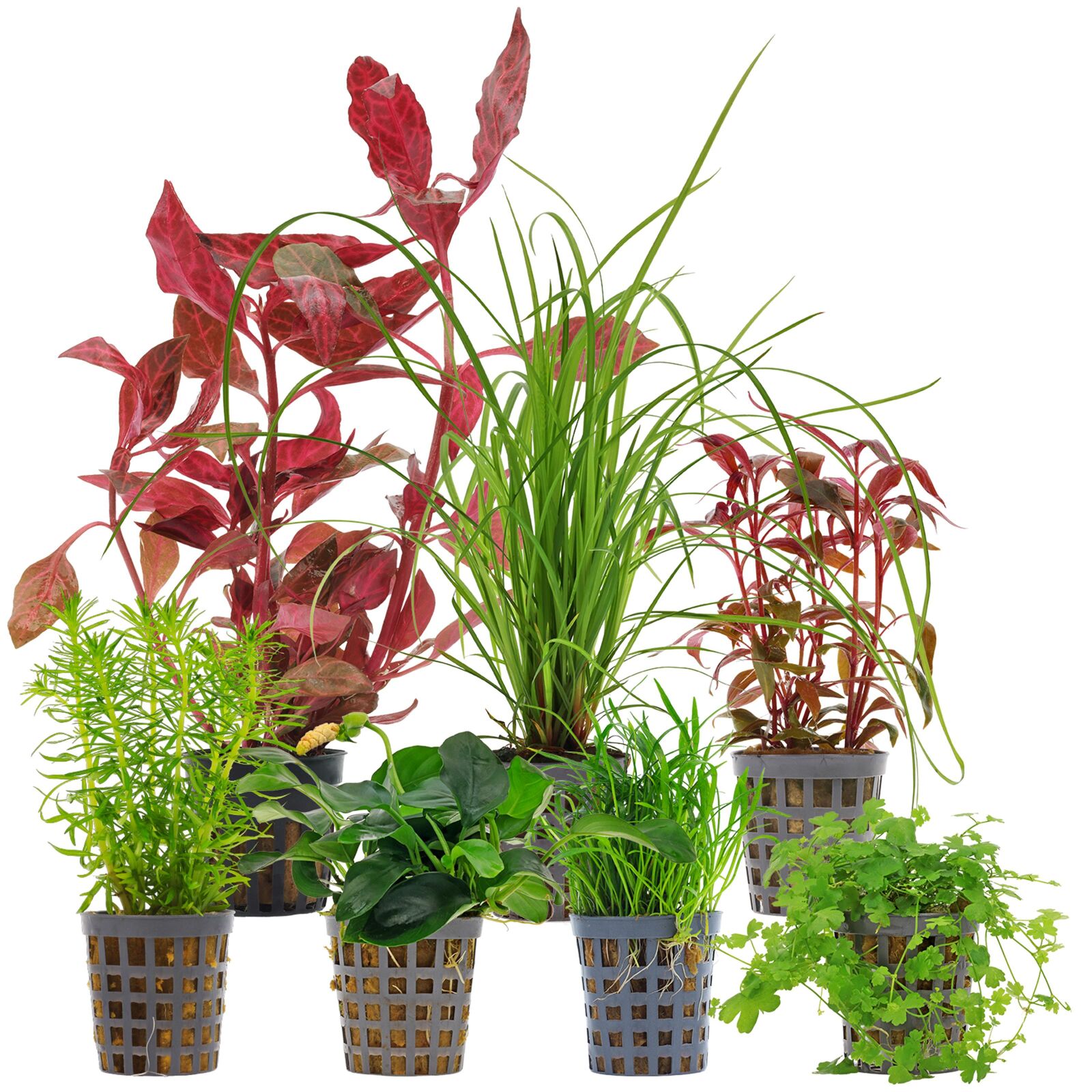 Aquarium Plant Set - 120 Liters - Colorful - Medium - No. 08