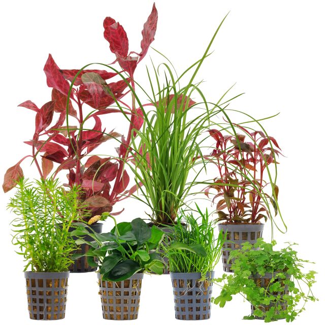 Aquarium Plant Set - 120 Liters - Colorful - Medium - No. 08